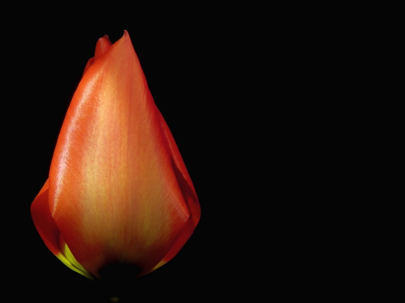 Tulpe